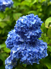 Obraz premium Blue Hydrangea in the Kyoto garden.
