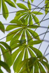 close up of Cassava leaves 