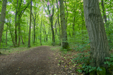 Nationalpark Hainich in Thüringen