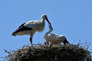 storchennest