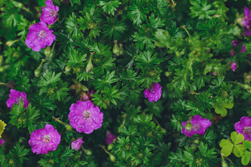 Background of beautiful violet flowers with green leaves
