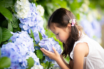 紫陽花の香りを嗅ぐ少女