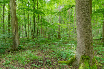 Nationalpark Hainich in Thüringen