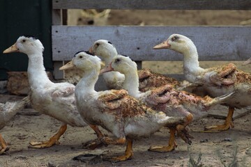 Animals on a village farm in Ukraine