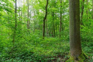Fototapeta na wymiar Nationalpark Hainich in Thüringen