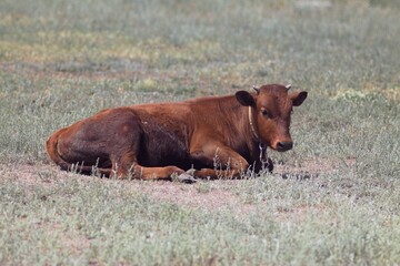 Animals on a village farm in Ukraine