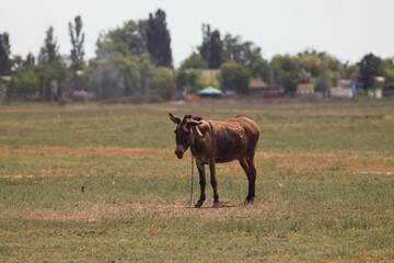 Animals on a village farm in Ukraine