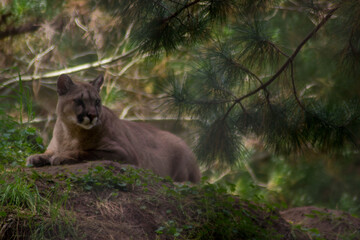 Naklejka na ściany i meble Cougar (Puma concolor) resting on rock