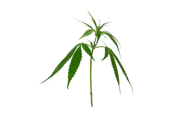 Fototapeta na wymiar Cannabis green branch with leaves isolated on white.