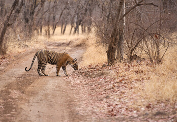 Tigress Noor cub at Ranthambore Tiger Reserve