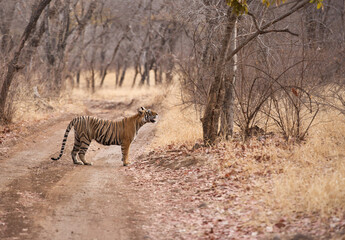 Tigress Noor cub on the road of Ranthambore National Park