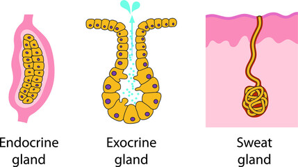 Epithelial gland types