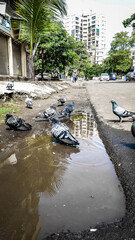 Birds drinking water on local streets in the public area in the city