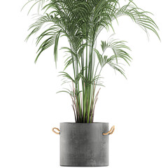 palm tree in a pot isolated on white background	
