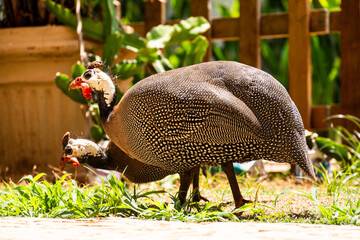 Guinea fowl eating corn and foliage in the backyard of a home