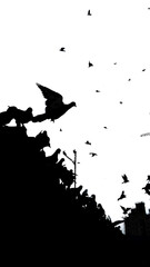 Birds flying in sky, beautiful silhouette of birds in sky with white background in city
