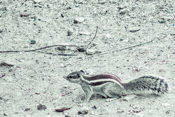 squirrels in open ground searching for food in nature