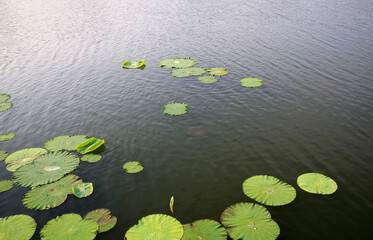 Green lotus leaves grow in the water