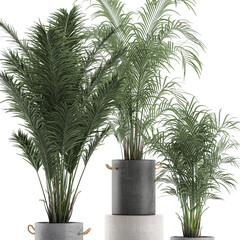 palm tree in a pot isolated on white background	
