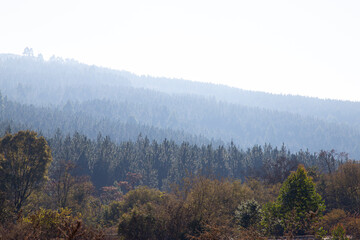 Natural pine forest with mist and smoke out of focus with grain