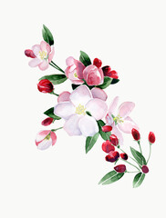 Watercolor illustration of flowering branch. Pink hand drawn magnolia flowers. Hand drawn nature painting. Isolated on a white background.