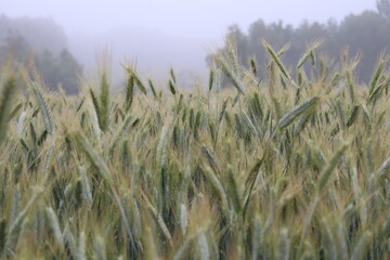 Fototapeta premium wheat field in the wind