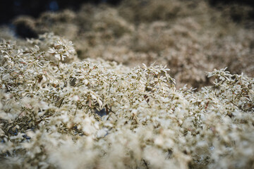 euphorbia leucocephala white flower pattern in nature