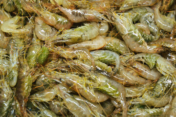 Shrimps background. Palaemon elegans european rockpool shrimp. Fresh prawn. Seafood background.