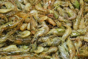 Shrimps background. Palaemon elegans european rockpool shrimp. Fresh prawn. Seafood background.