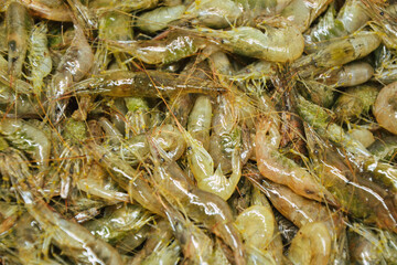 Shrimps background. Palaemon elegans european rockpool shrimp. Fresh prawn. Seafood background.