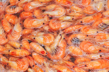 Shrimps background. Palaemon elegans european rockpool shrimp. Fresh prawn. Seafood background.