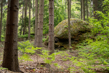 Elbsandsteingebirge in Sachsen (S&auml;chsische Schweiz)