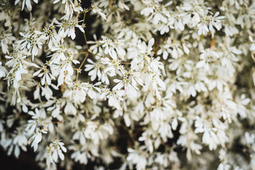 euphorbia leucocephala white flower pattern in nature