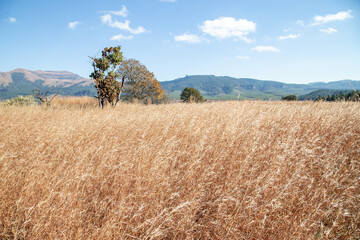 African savannah grassland in the winter with tall dry grass and blue skies thorn trees and mountains