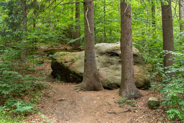 Elbsandsteingebirge in Sachsen (Sächsische Schweiz)