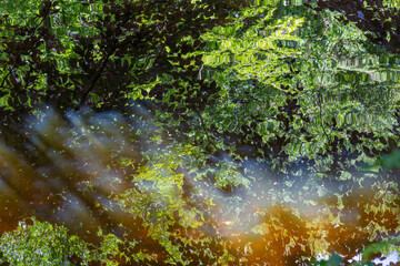 Colorful green summer background with foliage of an old oak tree and sun reflected in the water