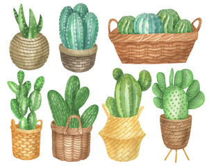 Set cacti in pots
