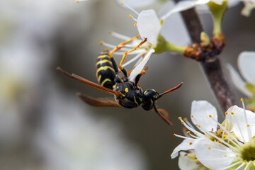 bee on a flower