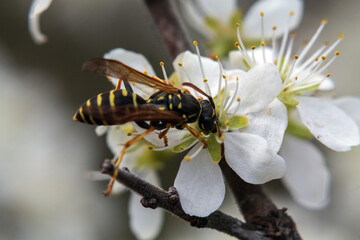 bee on a flower