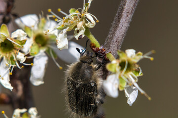 bee on a flower