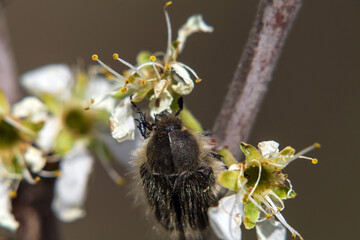 bee on a flower