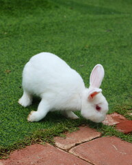 White furry rabbit, runs on the green lawn
