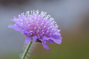 Fototapeta premium close up of purple flower