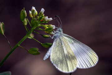 butterfly on a flower