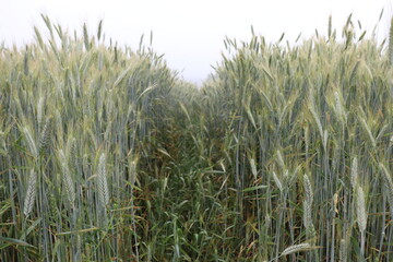 green grass in the wind