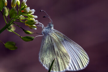 butterfly on a flower