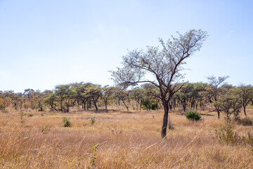 African savannah grassland in the winter with tall dry grass and blue skies thorn trees and mountains