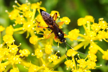 Ichneumon Wasp (Diphyus quadripunctorius)