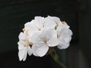 White flower, flowers on dark background