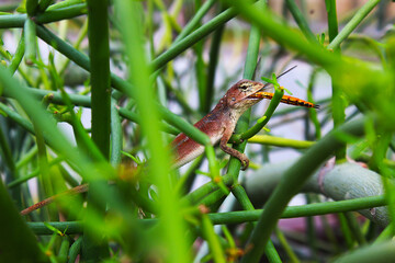 Brown chameleon is eating dragonfly